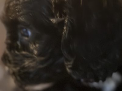 Cavoodle – Rowville