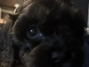 Black Cavoodle – Rowville