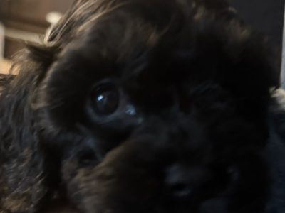 Black Cavoodle – Rowville