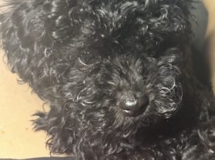 Cavoodle – Rowville