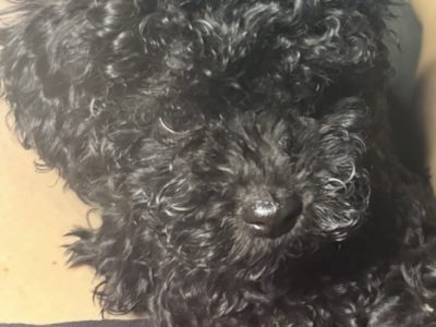 Cavoodle – Rowville