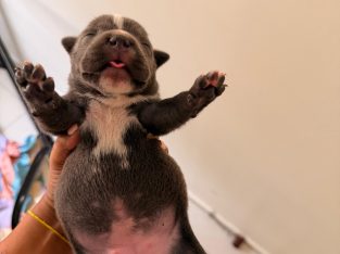 Staffordshire Bull Terrier – Sunnybank