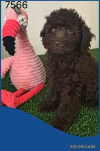 Cavoodle – Glenhaven