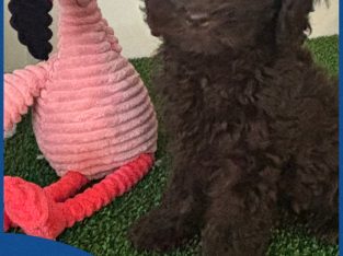 Cavoodle – Glenhaven