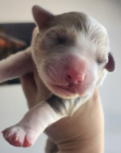 Border Collie – Gayndah