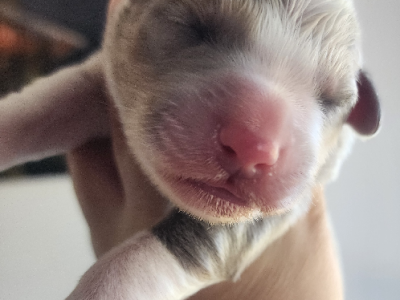 Border Collie – Gayndah