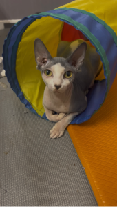 Sphynx – Baulkham Hills