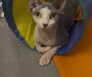 Sphynx – Baulkham Hills