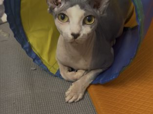 Sphynx – Baulkham Hills