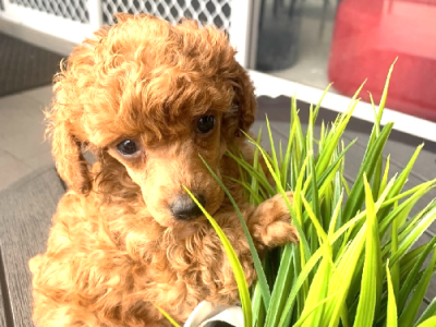 Toy Poodle – Georges Hall