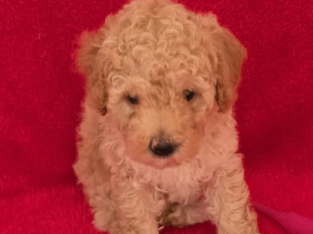 Toy Poodle – Coonamble