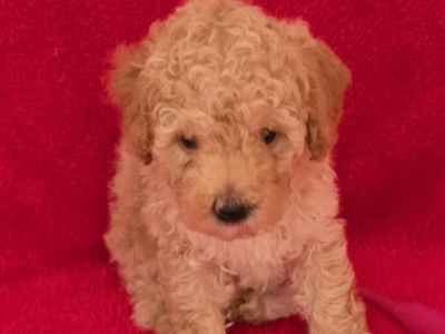 Toy Poodle – Coonamble