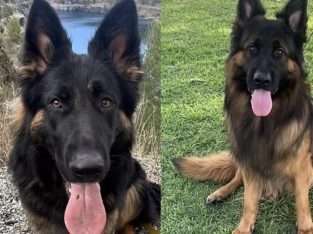 German Shepherd – Ridgehaven