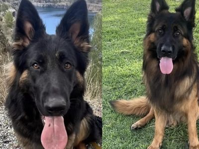 German Shepherd – Ridgehaven