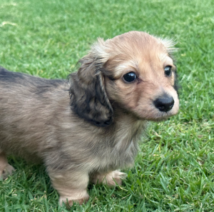 Dachshund – Greta