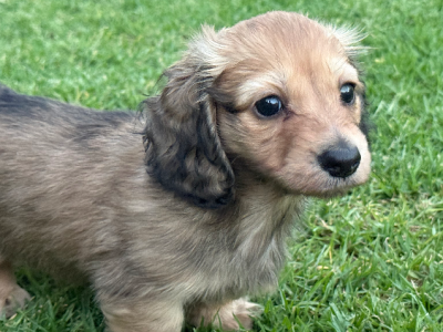 Dachshund – Greta