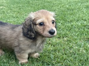 Dachshund – Greta