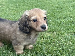 Dachshund – Greta