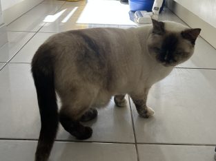 British Shorthair – Harkness