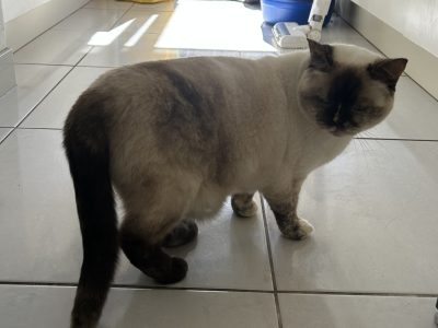 British Shorthair – Harkness