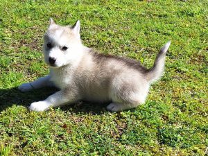 Husky – Ellalong