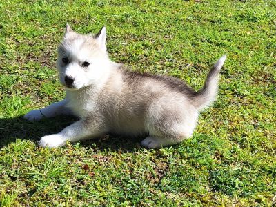 Husky – Ellalong