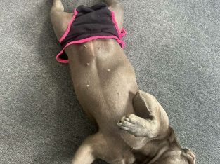 French Bulldog – Woodridge