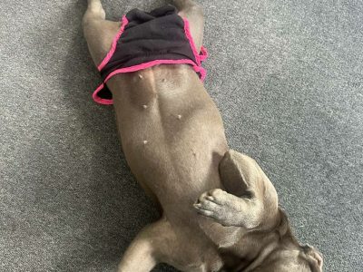 French Bulldog – Woodridge