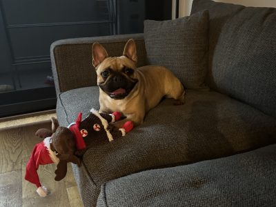 Dogs – Cranbourne North