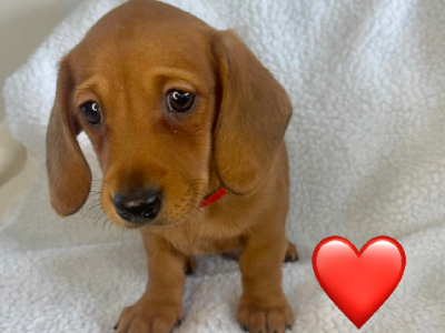 Miniature Dachshund – San Remo