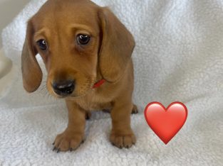 Miniature Dachshund – San Remo