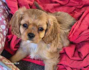 Cavalier King Charles Spaniel – Manjimup