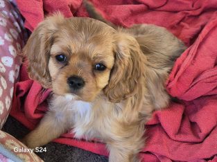 Cavalier King Charles Spaniel – Manjimup