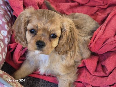 Cavalier King Charles Spaniel – Manjimup