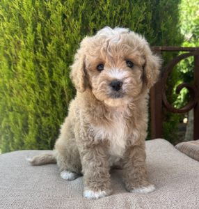 Cavoodle – O’Connell