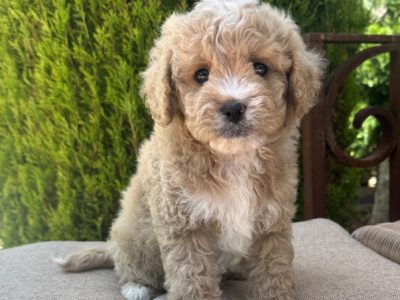 Cavoodle – O’Connell