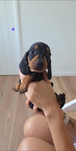 Dachshund – Everton Park