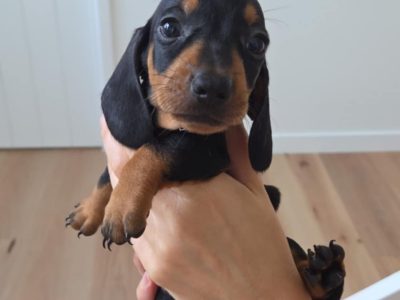 Dachshund – Everton Park
