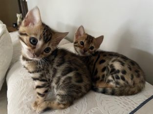 Bengal – Mount Eliza