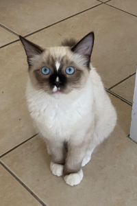 Ragdoll – Banksia Beach