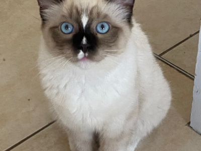 Ragdoll – Banksia Beach