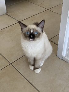 Ragdoll – Banksia Beach