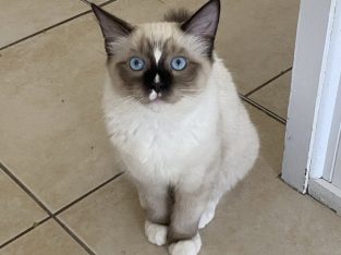 Ragdoll – Banksia Beach