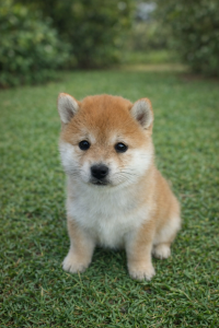 Shiba Inu – Southern River