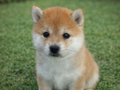 Shiba Inu – Southern River