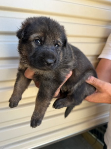 German Shepherd – Taylors Hill