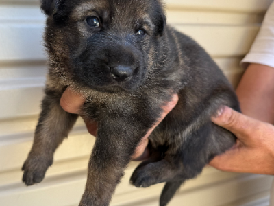 German Shepherd – Taylors Hill