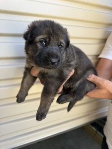 German Shepherd – Taylors Hill