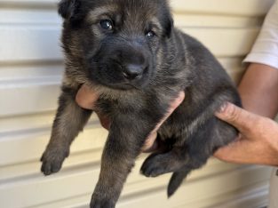 German Shepherd – Taylors Hill