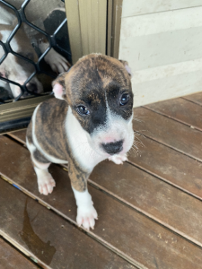 Dogs – Logan Reserve